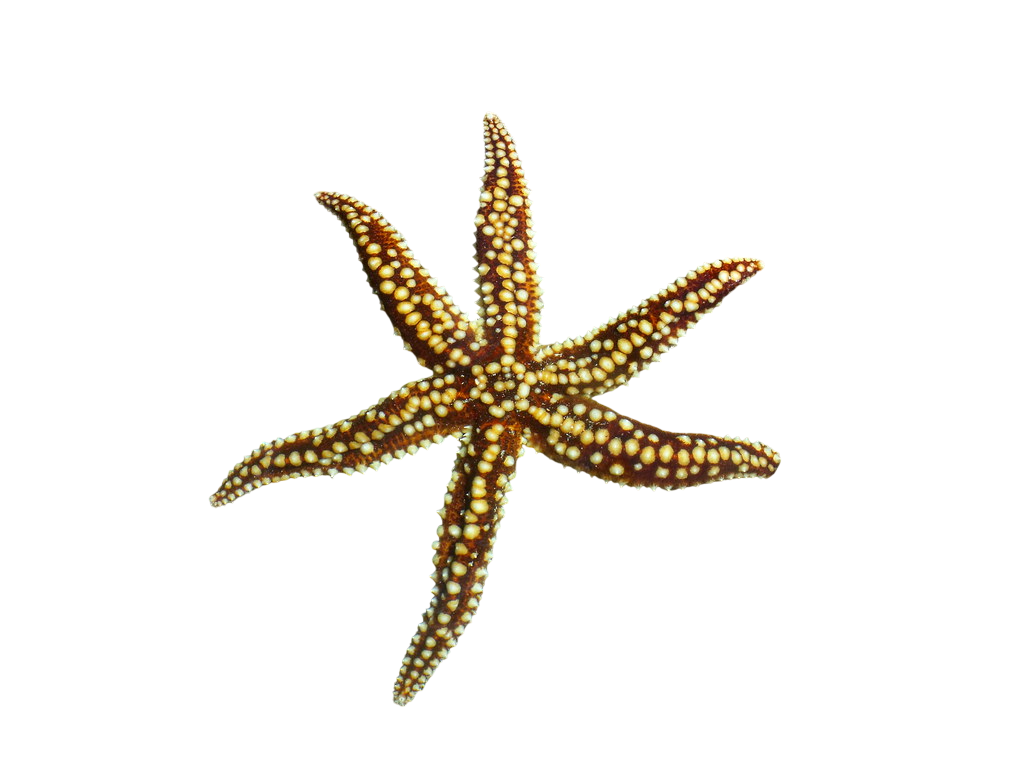 Estrella de Júpiter