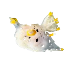 Nudibranquio Dálmata